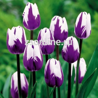 Изображение загружено обработкой по данным файла Excel