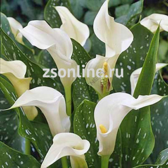 Изображение загружено обработкой по данным файла Excel