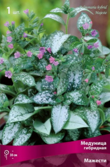 medunica_gibrid_majesty_kaper