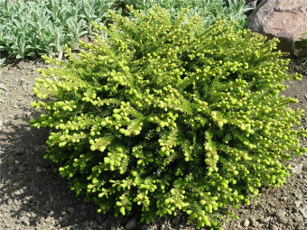 Ель обыкновенная Нидиформис, Picea abries Nidiformis, в горшке 3л, 25-30 см