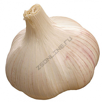 Чеснок озимый Подмосковный