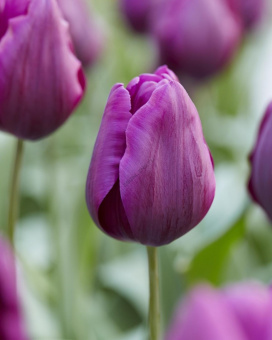 Тюльпан Триумф Дип Пёпл Рок, 5 шт