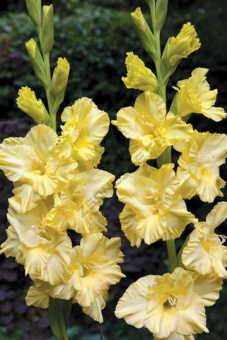 746141625_Morning_Gold