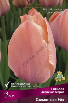 Тюльпан Дарвинов гибрид Сэлмон ван Эйк 11-12/К 10шт