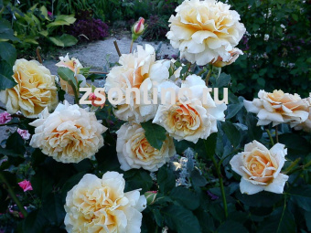 Изображение загружено обработкой по данным файла Excel