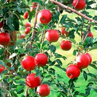 Яблоня Фонарик