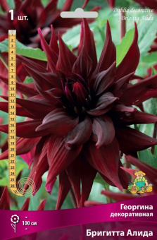 Георгин декоративный Бригитта Алида