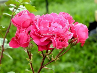 Изображение загружено обработкой по данным файла Excel