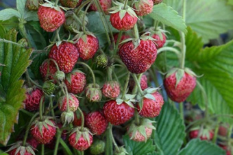 Земклуника Пенелопа(Р9)