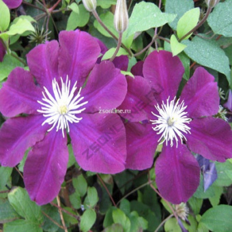 Изображение загружено обработкой по данным файла Excel