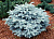 Ель колючая (Picea pungens Glauca Globosa) 25-35, C 4л