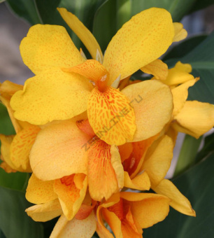 Канна Yara 1шт