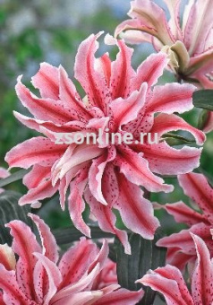 Изображение загружено обработкой по данным файла Excel