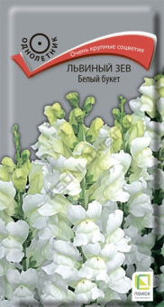 lviny_zev_bely_buket