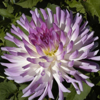 georgina-bould-aktsent-kaktusovaya-dahlia-bould-ak