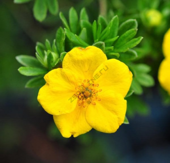 Лапчатка кустарниковая Хечменс Гиант