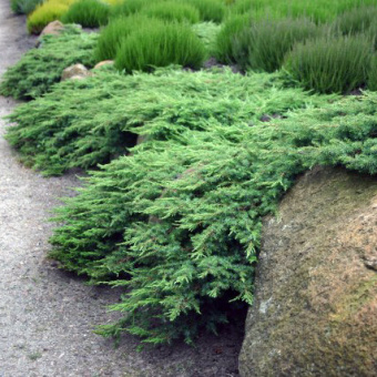Можжевельник казацкий Рокери Джем, Juniperus sabina Rockery Gem, в горшке 3л, 30-40 см