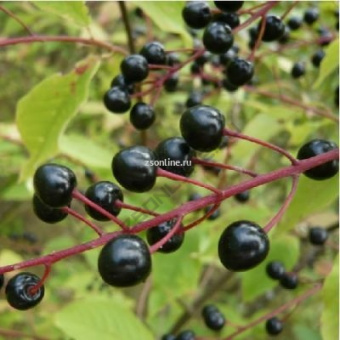 Изображение загружено обработкой по данным файла Excel