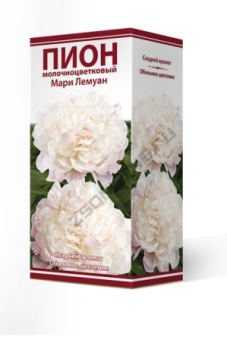 Пион молочноцветковый Мари Лемуан 2-3/К