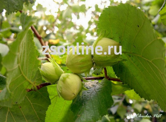 Изображение загружено обработкой по данным файла Excel