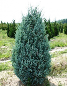 Можжевельник скальный Мунглоу, Juniperus scopulorum, в горшке 2л, 40-50 см
