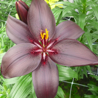 Лилия Азиатская Маскара