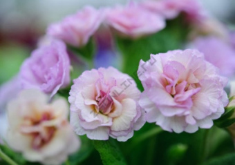 Примула обыкновенная Камайе*/К