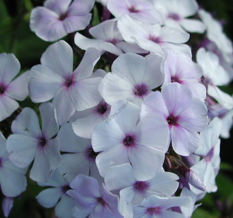 phlox_arendsii_hybride_jessica01-e1545841445801