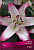 Лилия Восточная Зе Эдж, чисто-белый с ярко-розовым, 2 шт