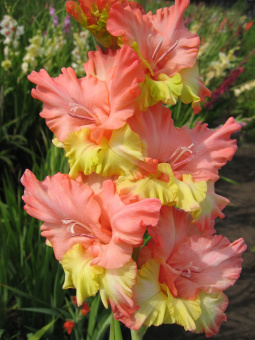 Гладиолус Соло Канарейки