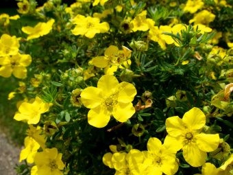 Лапчатка кустарниковая Голдстар