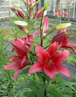 Лилия ЛА-Гибрид Батистеро