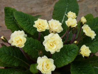 Примула обыкновенная Крем дю Трегор