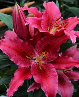 Лилия Восточная Уан Лав