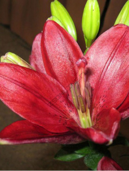 Лилия ЛА-Гибрид Констебль