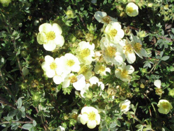 Лапчатка кустарниковая