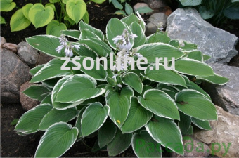 Изображение загружено обработкой по данным файла Excel