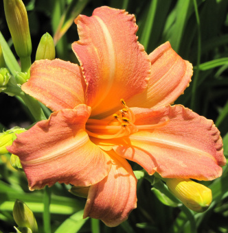 Лилейник гибридный Чилдренс Фестиваль