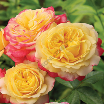 Роза чайно-гибридная Кордес Джубили/ЦКор