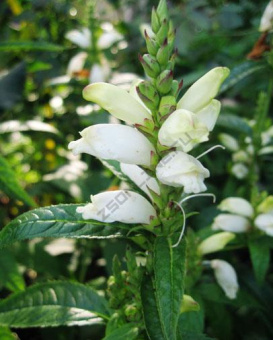 Хелоне косая Альба (белый)