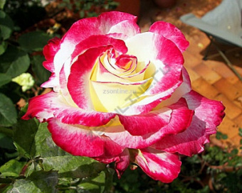 Изображение загружено обработкой по данным файла Excel