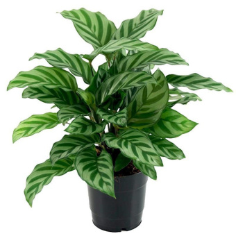 Калатея Фредди, D10см H30см