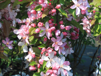 srsyz471ocqn0ub61gl6vemvkw9vlqz5