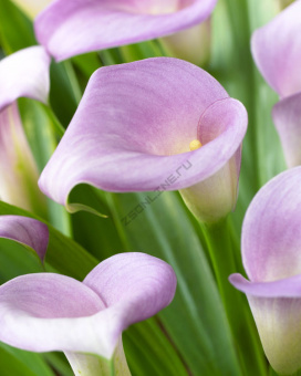 Калла Ruby Light Pink Ice