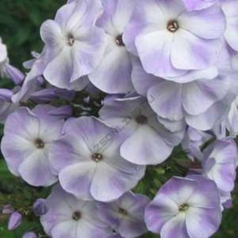 Флокс метельчатый Любовь Орлова