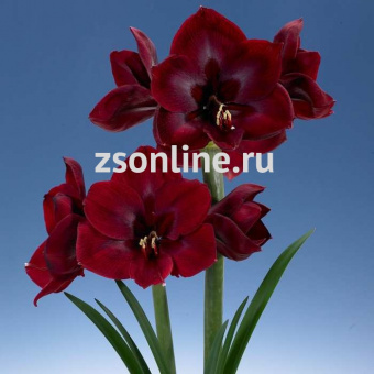 Изображение загружено обработкой по данным файла Excel