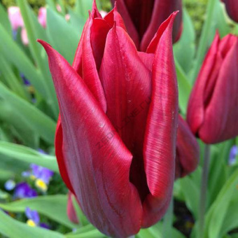 Тюльпан Lasting Love (8  шт)