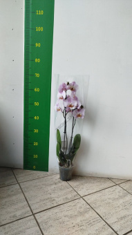 Орхидея Фаленопсис 2 вет.  12/55 см