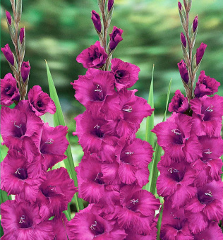 ffbc7ccbe7fe261d38b78700c6dfd439