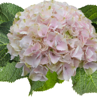 Гортензия крупнолистовая Рембрандт Элегант Роза/ЦКорЛюкс